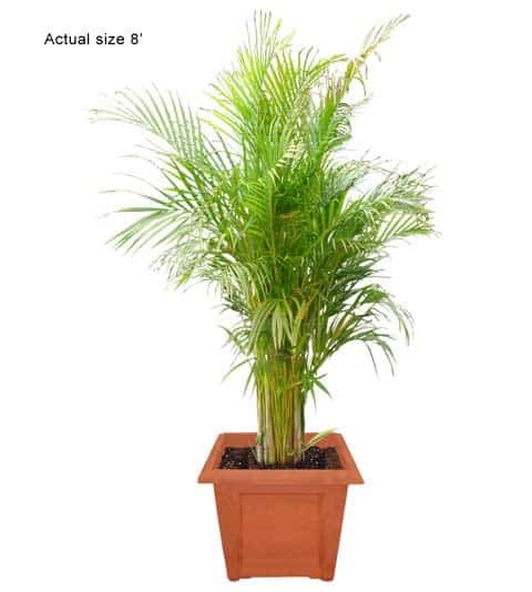 areca-palm-medium