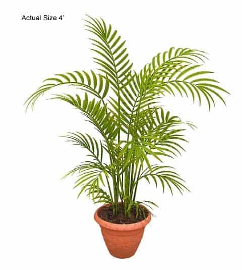 areca-palm-small