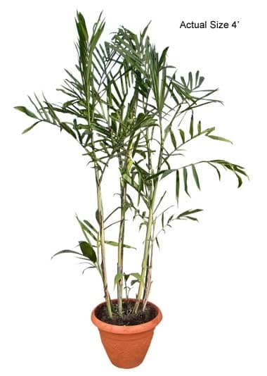 bamboo-palm-tree-chamaedorea-seifrizii-10-01-b-realpalmtrees.com