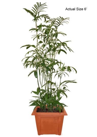 bamboo-palm-tree-chamaedorea-seifrizii-20-01-b-realpalmtrees.com