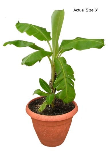 banana-tree-musa-spp-10-01-b-realpalmtrees.com_1