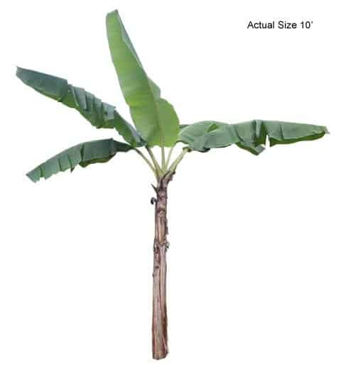 banana-tree-musa-spp-30-01-b-realpalmtrees.com_1