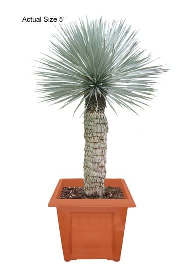 beaked-yucca-medium