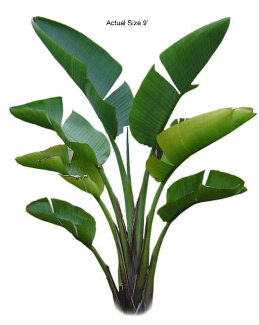 bird-of-paradise-tree-strelitzia-reginae-large-30-01-b-realpalmtrees.com-web