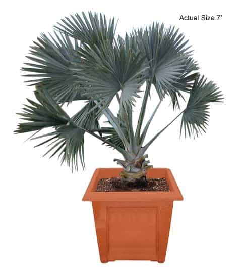 bismarck-palm-tree-bismarckia-nobilis-20-01-b-realpalmtrees.com