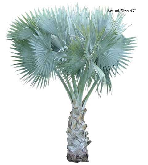 bismarck-palm-tree-bismarckia-nobilis-30-01-b-realpalmtrees.com