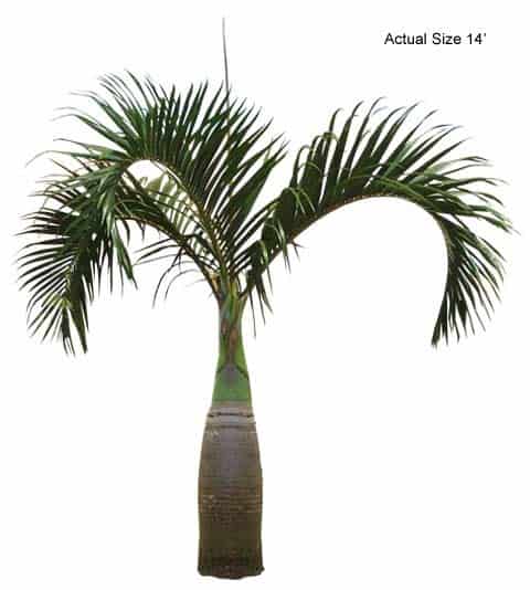 bottle-palm-large-14