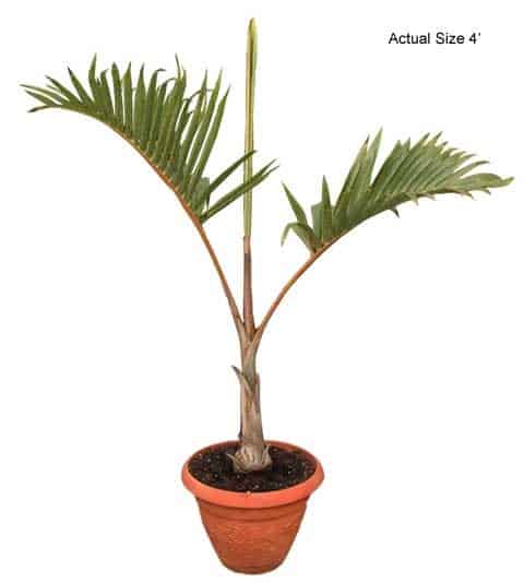 bottle-palm-small