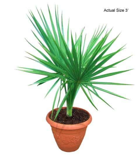 cabbage-palm-tree-sabal-palmetto-10-01-b-realpalmtrees.com_5_3