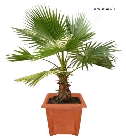 california-fan-palm-tree-washingtonia-filifera-20-01-b-realpalmtrees.com