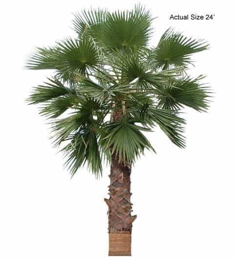california-fan-palm-tree-washingtonia-filifera-30-01-b-realpalmtrees.com