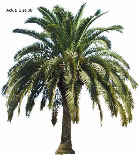 canary-island-date-palm-tree-phoenix-canariensis-30-01-b-realpalmtrees.com_1