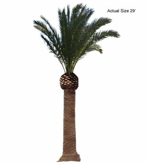 canary-island-date-palm-tree-phoenix-canariensis-pruned-30-01-b-realpalmtrees.com_2