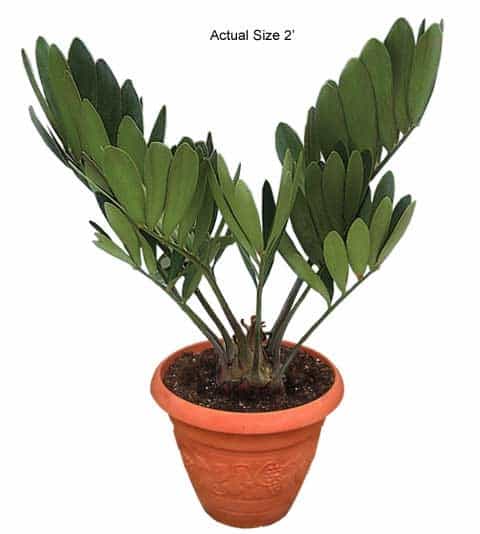cardboard-palm-tree-zamia-furfuracea-10-01-b-realpalmtrees.com