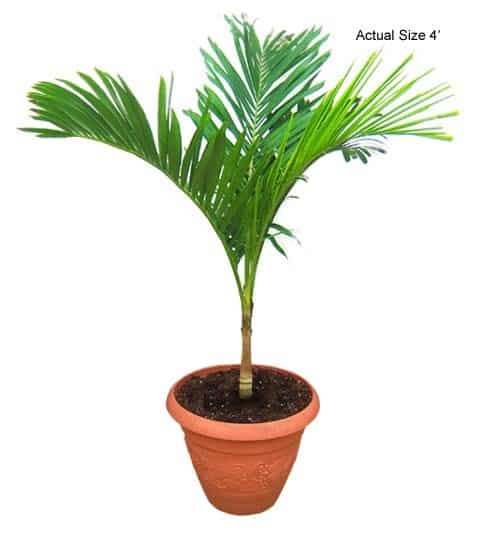 christmas-palm-tree-veitchia-merrillii-10-01-b-realpalmtrees.com_2