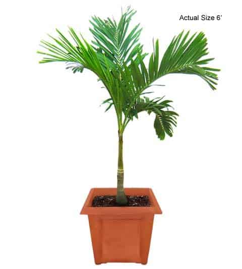 christmas-palm-tree-veitchia-merrillii-20-01-b-realpalmtrees.com