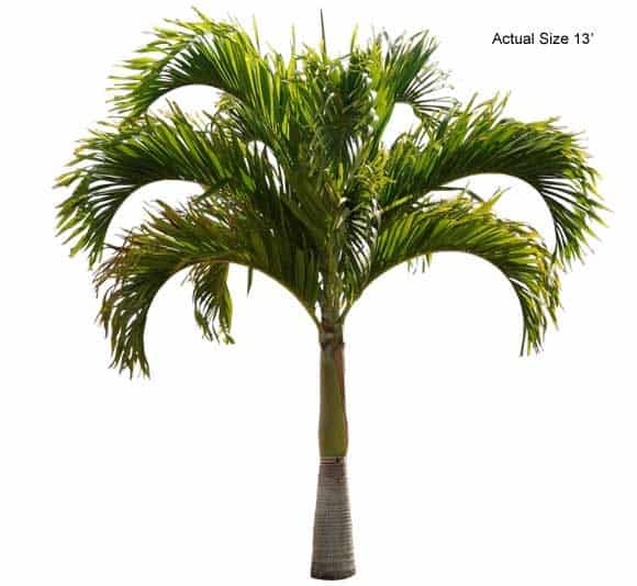 christmas-palm-tree-veitchia-merrillii-30-01-b-realpalmtrees.com