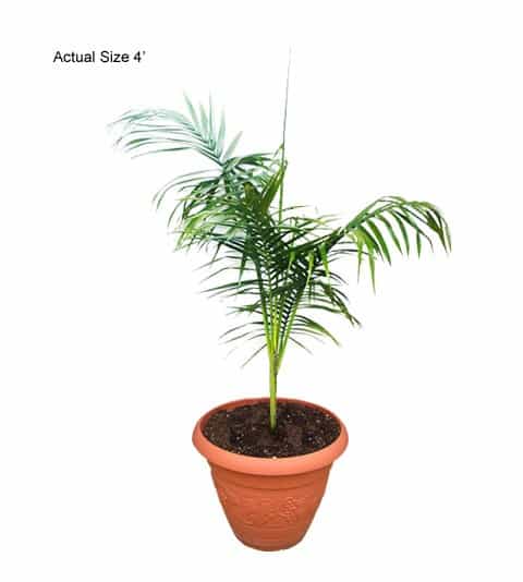 cuban-royal-palm-tree-roystonea-regia-10-01-a-realpalmtrees.com-web