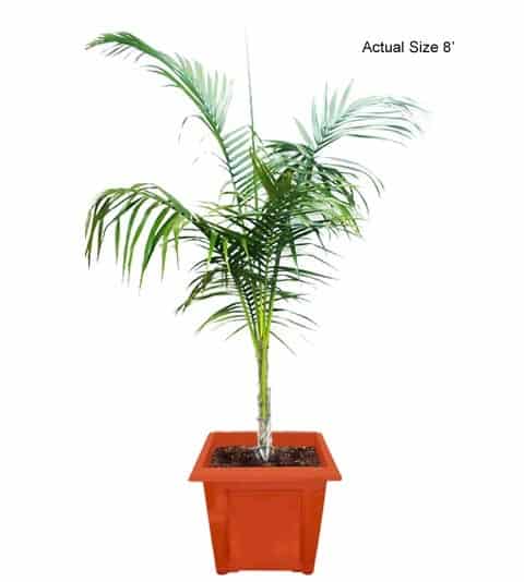 cuban-royal-palm-tree-roystonea-regia-20-01-a-realpalmtrees.com-web