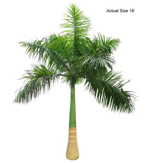 cuban-royal-palm-tree-roystonea-regia-30-01-b-realpalmtrees.com