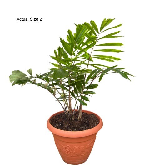 dwarf-sugar-palm-tree-rare-palm-arenga-engleri-10-01-a-realpalmtrees.com-web_1