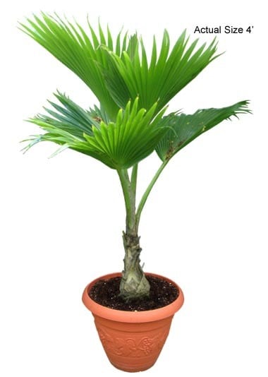 fiji-fan-palm-tree-pritchardia-pacifica-10-01-b-realpalmtrees.com