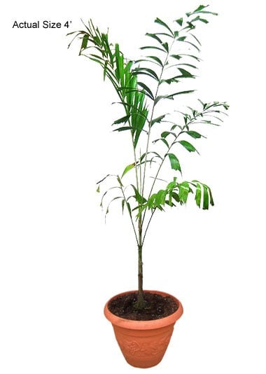 foxtail-palm-tree-wodyetia-bifurcata-10-01-b-realpalmtrees.com-web-2