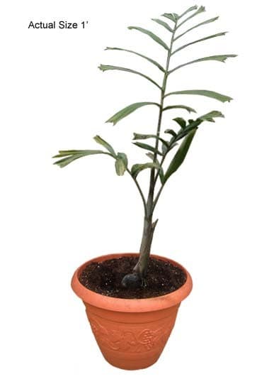 foxtail-palm-tree-wodyetia-bifurcata-10-01-b-realpalmtrees.com_1