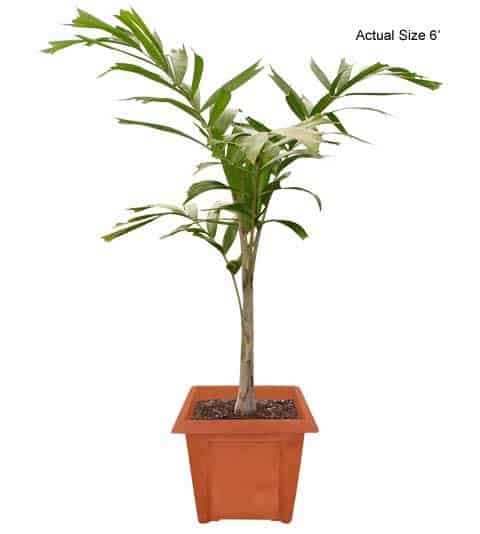 foxtail-palm-tree-wodyetia-bifurcata-20-01-b-realpalmtrees.com_1