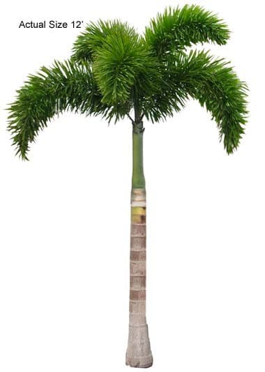 foxtail-palm-tree-wodyetia-bifurcata-30-01-b-realpalmtrees.com