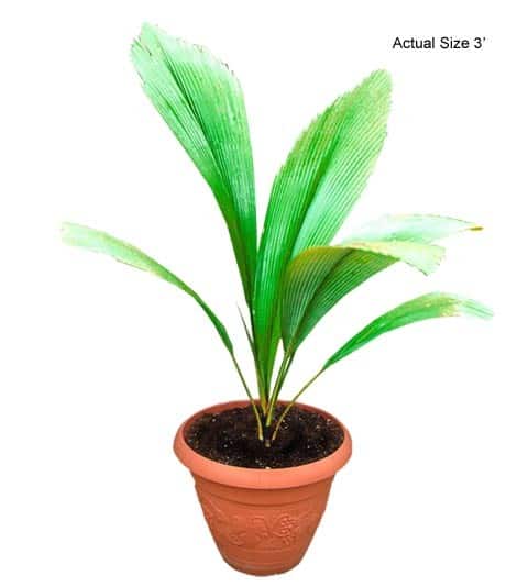 joey-palm-tree-johannesteijsmannia-altifrons-10-01-b-realpalmtrees.com_1