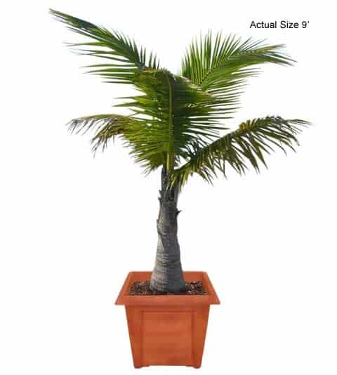 malayan-coconut-palm-tree-cocos-nucifera-20-01-b-realpalmtrees.com