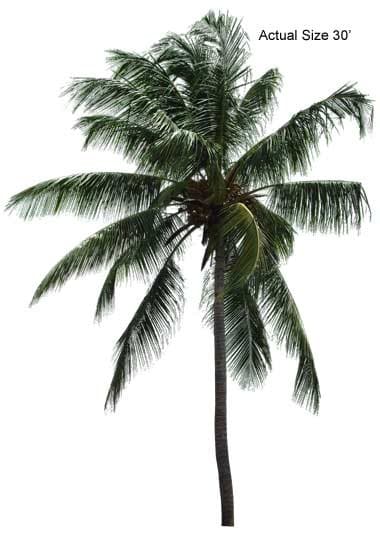 malayan-coconut-palm-tree-cocos-nucifera-30-01-b-realpalmtrees.com