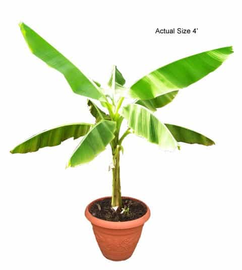 musa-basjoo-banana-palm-tree-10-01-b-realpalmtrees.com_1