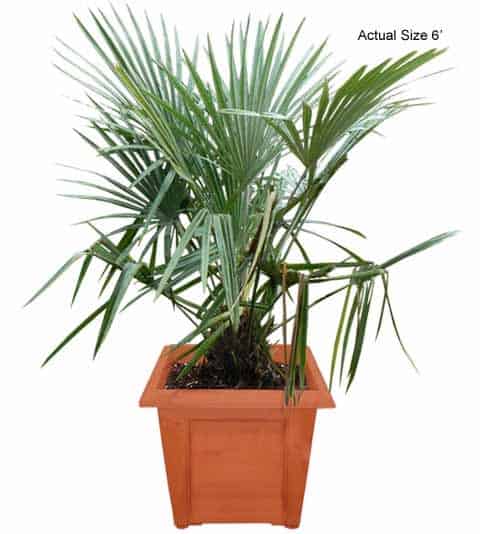 needle-palm-tree-rhapidophyllum-hystrix-20-01-b-realpalmtrees.com