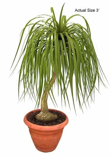 ponytail-palm-tree-beaucarnea-recurvata-10-01-b-realpalmtrees.com