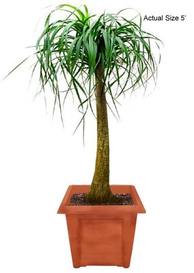 ponytail-palm-tree-beaucarnea-recurvata-20-01-b-realpalmtrees.com