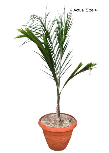 queen-palm-tree-syagrus-romanzoffiana-10-01-b-realpalmtrees.com