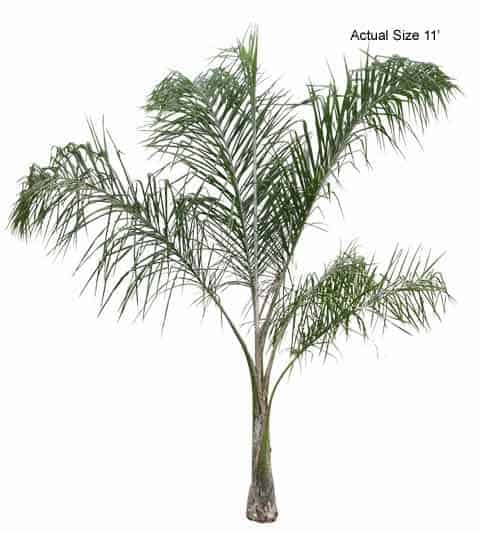 queen-palm-tree-syagrus-romanzoffiana-30-01-b-realpalmtrees.com