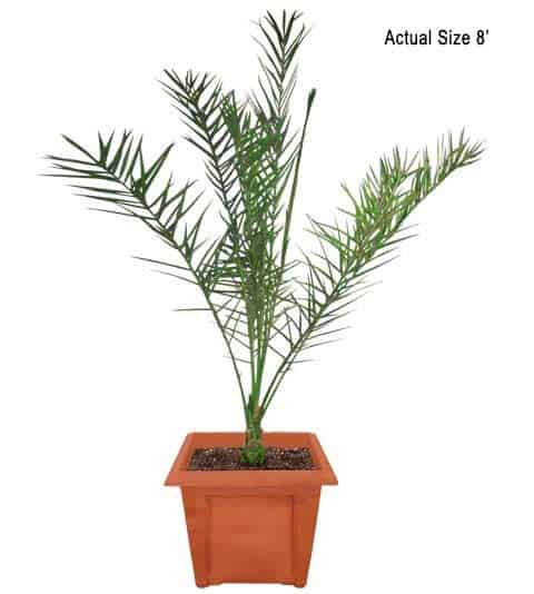 true-date-palm-tree-phoenix-dactylifera-20-01-b-realpalmtrees.com_1