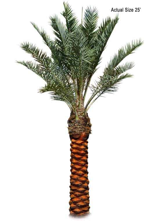 true-date-palm-tree-phoenix-dactylifera-medjool-30-01-c-realpalmtrees.com