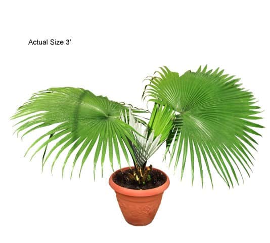 white-elephant-palm-tree-kerriodoxa-elegans-rare-realpalmtrees.com-web